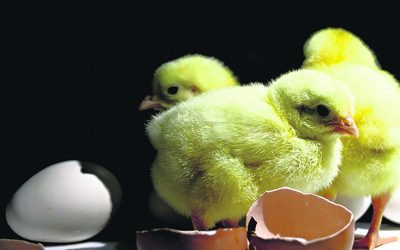 Petäjävesi-lehti ei ilmesty pääsiäisen jälkeen 4.4.