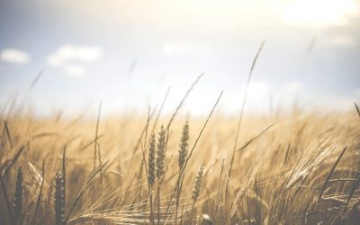Koskisen pakina: Aurinko paistoi pojan silmään