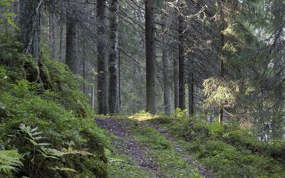Luonnonsuojelualueet monimuotoisuuden asialla