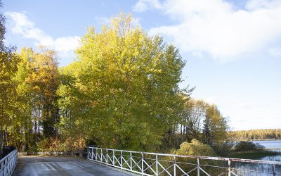 Petäjäveden luonnonsuojelualueet: Kutomakoulun niemi