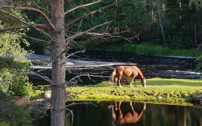Pettuveen paras paikka: Riuttakoskella voi tuntea historian havinan