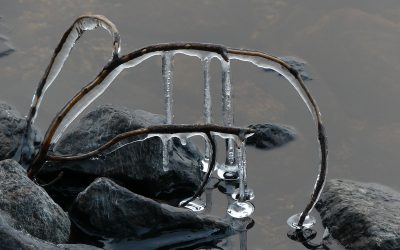 ”Jään kuorruttama risu” toi luontokuvakisan voiton (Vain tilaajille)
