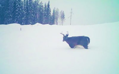 Runsas lumi tuo hirvet teille (Vain tilaajille)