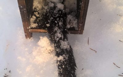 Veikeä vesseli osaa heittäytyä kuolleeksikin (Juttu vain tilaajille)