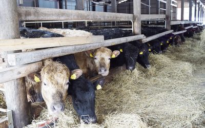 Pettuveen paras paikka: Kotitilalla Töysänperällä on perhe, luonto ja leipä (Juttu vain tilaajille)