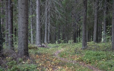 Vihreiden Tarmo Ketolan vastine Keskustan kunnallisjärjestön yleisönosastokirjoitukseen