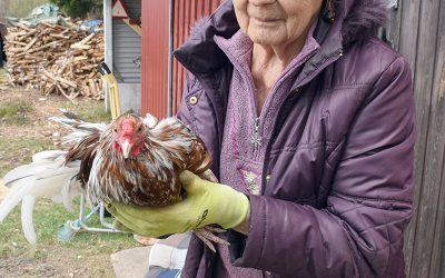 Saaran kanat viihtyvät isomummon hoivissa (Juttu vain tilaajille)