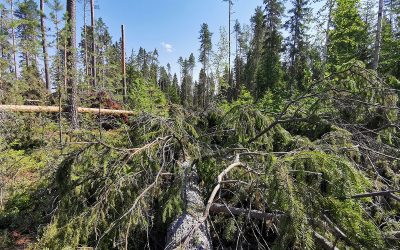 Petäjäveden metsillä on takana ääri-ilmiöiden vuosi   (Juttu vain tilaajille)