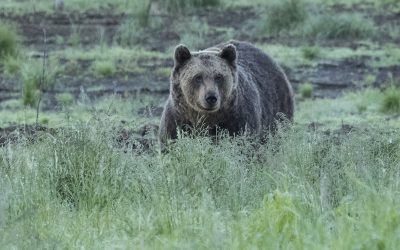 Tavallista vilkkaampi karhukesä