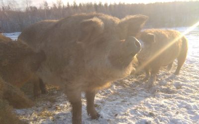 Myynti loppui kuin seinään – Kohonen Farmilta voi ostaa suoraan lihaa