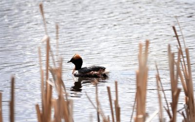 Ensimmäisiä pääskyjä on jo nähty