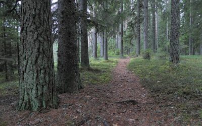 Petäjäveden lähiluonto kutsuu virkistymään
