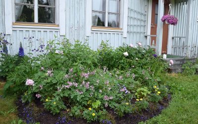 Pettuveen paras paikka: Ville Salmijärvi on viihtynyt Metsäkulmalla lähes 90 vuotta