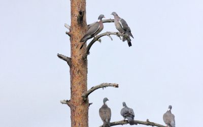 Metsästäjä, muista tehdä saalisilmoitus