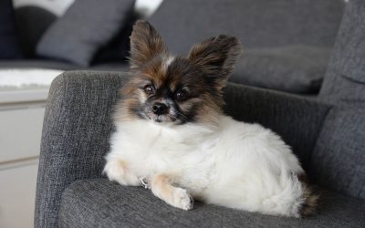 Pertti Perämäen kynästä: Manu ja tyttömenninkäisarmeija