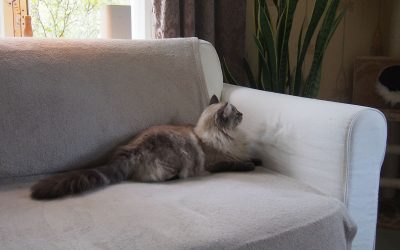 Kurkistus Kintauden kaksoisvahtituvan elämään (Juttu vain tilaajille)