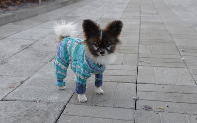Pertti Perämäen kynästä: Manun aamulenkki (Juttu vain tilaajille)