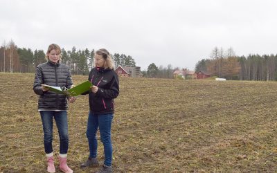 Mansikkaa kahden naisen voimin (Juttu vain tilaajille)