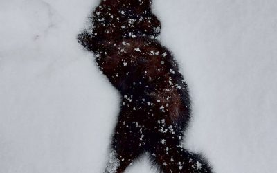 Taantuvia vesilintujen metsästystä tulee välttää – maassa pesivillä linnuilla menee huonosti
