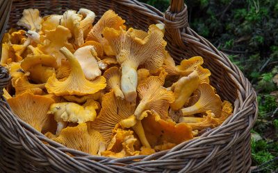 Koskisen pakina: Ryöppäyshakuista metsässä oloa